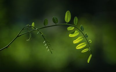 电影先生纪录片区代表作品封面，展示关于自然生态的高清纪录片壮观航拍画面